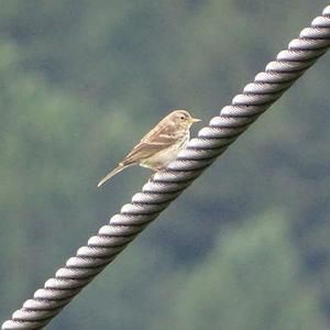 Meadow Pipit