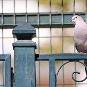 Eurasian Collared-dove