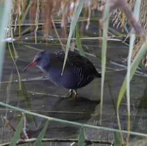 Water Rail