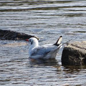 Black-headed Gull