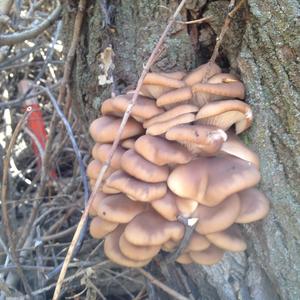 Oyster Mushroom