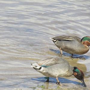 Common Teal