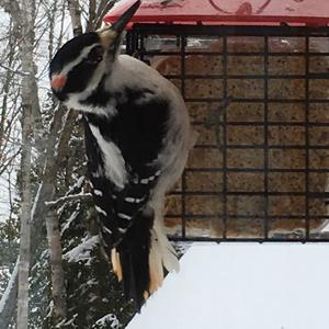 Downy Woodpecker