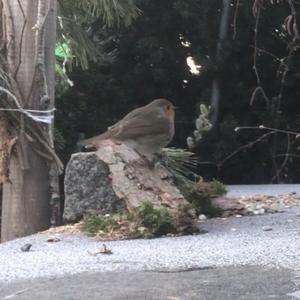 European Robin