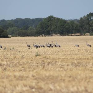 Common Crane