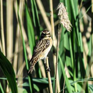 Sedge Warbler