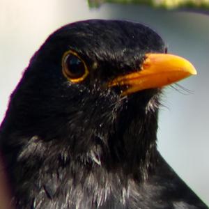 Eurasian Blackbird