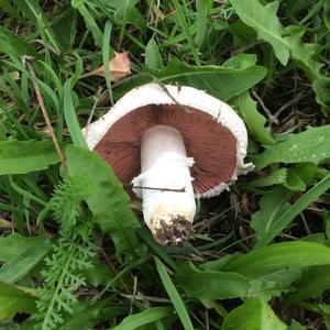 Meadow Agaric