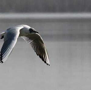 Black-headed Gull