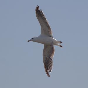 Great Black-backed Gull