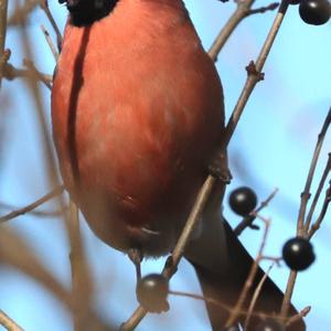 Eurasian Bullfinch