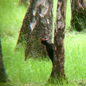 Black woodpecker