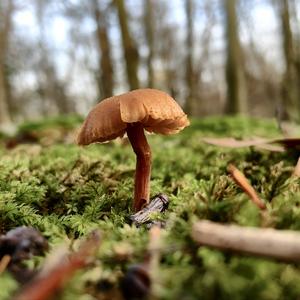 Fairy Ring Mushroom