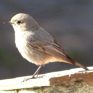 Black Redstart