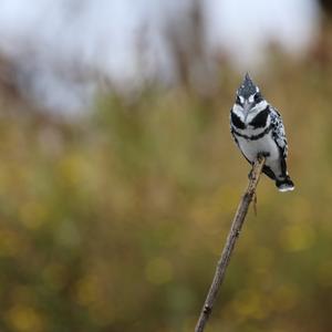 Pied Kingfisher