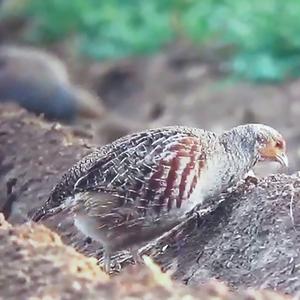 Grey Partridge