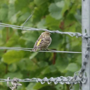 European Serin