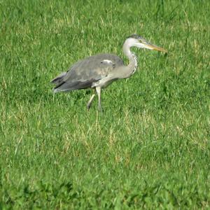 Grey Heron