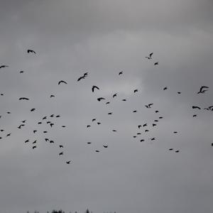 Northern Lapwing