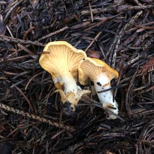 Chanterelle, Common