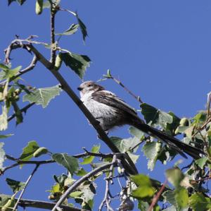 Long-tailed Tit