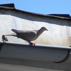 Eurasian Collared-dove