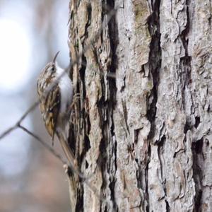 Eurasian Treecreeper