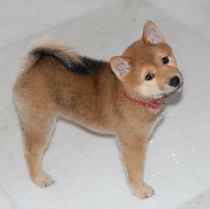 Unknown Breed