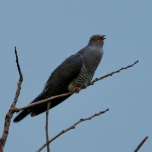 Common Cuckoo