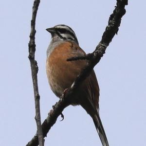 Rock Bunting