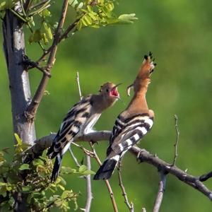 Eurasian Hoopoe