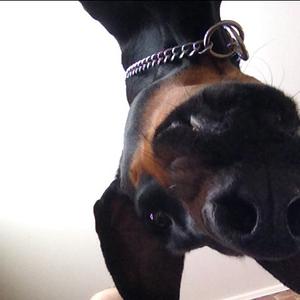 Doberman Pinscher