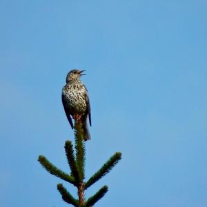 Mistle Thrush