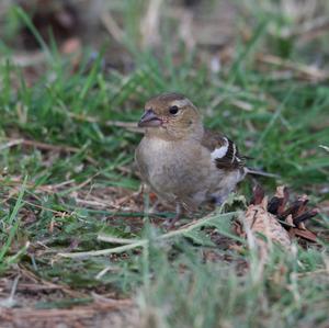 Eurasian Chaffinch