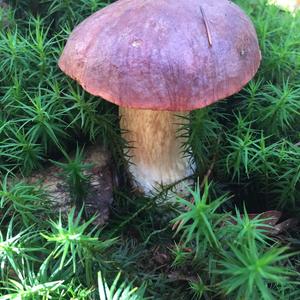 Bay Bolete