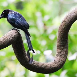 Greater Racket-tailed Drongo