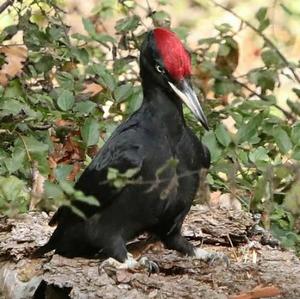 Black woodpecker