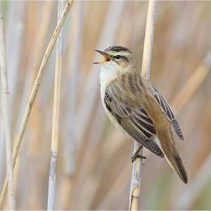 Sedge Warbler