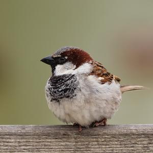 House Sparrow