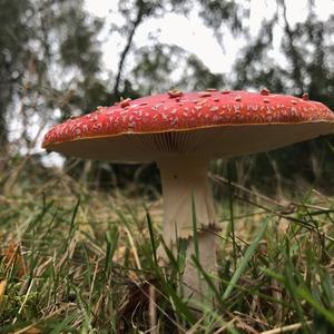 Fly Agaric