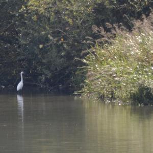 Little Egret