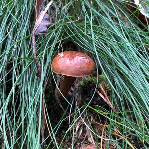 Bay Bolete