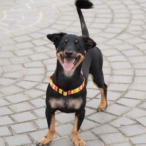 Unknown Breed