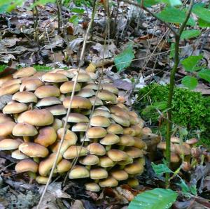 Smoky-gilled Hypholoma