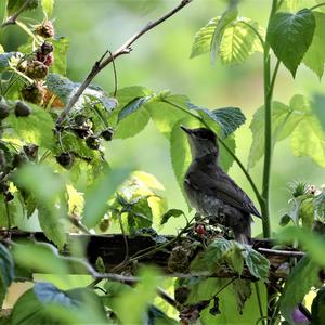 Blackcap