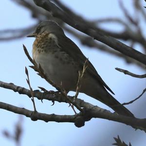 Fieldfare