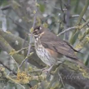 Redwing