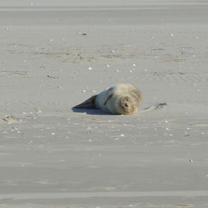 Harbour Seal