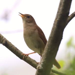 Common Nightingale