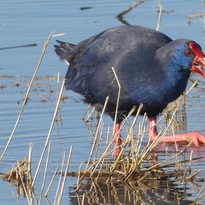 Purple Swamphen